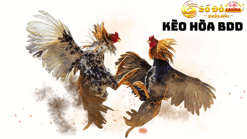 Không nên vào tiền kèo BDD có thể x4 lần vốn cược 